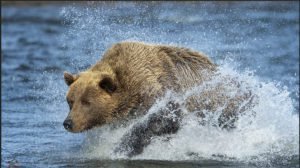 Native Americans learn from bear behavior