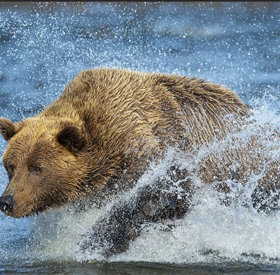 Native Americans learn from bear behavior