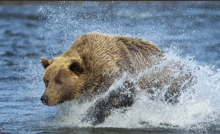 Native Americans learn from bear behavior